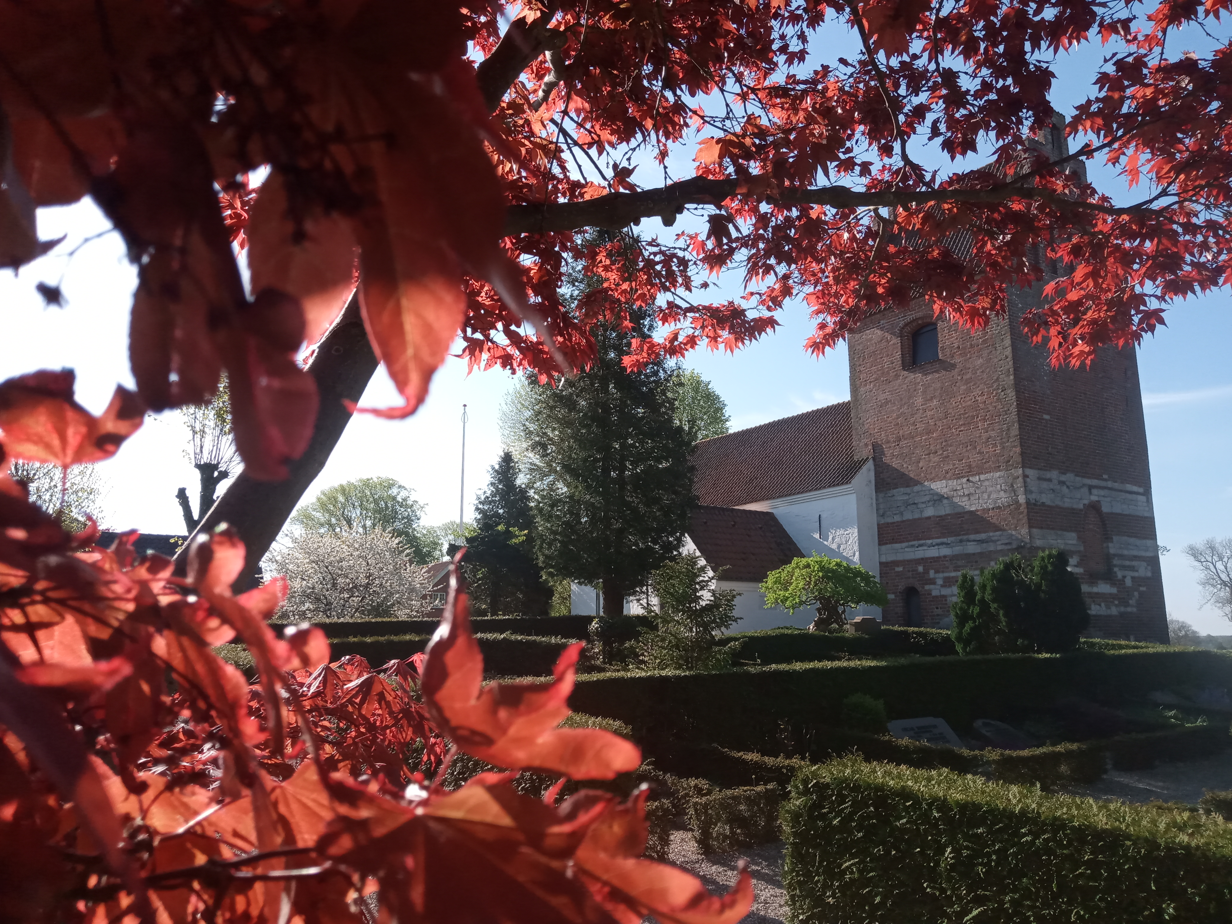 Biodiversitet på kirkegårdene